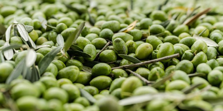 La aceituna Picual es la base de los AOVE de Aceites Acanto